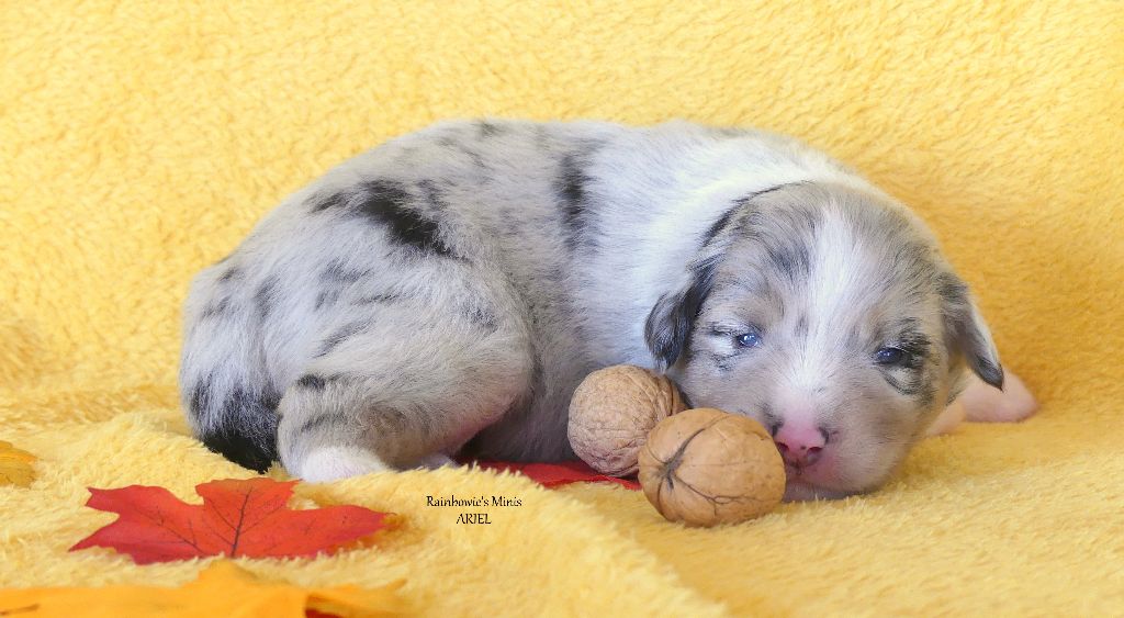 Rainbowie's Minis - Chiots disponibles - Berger Américain Miniature 