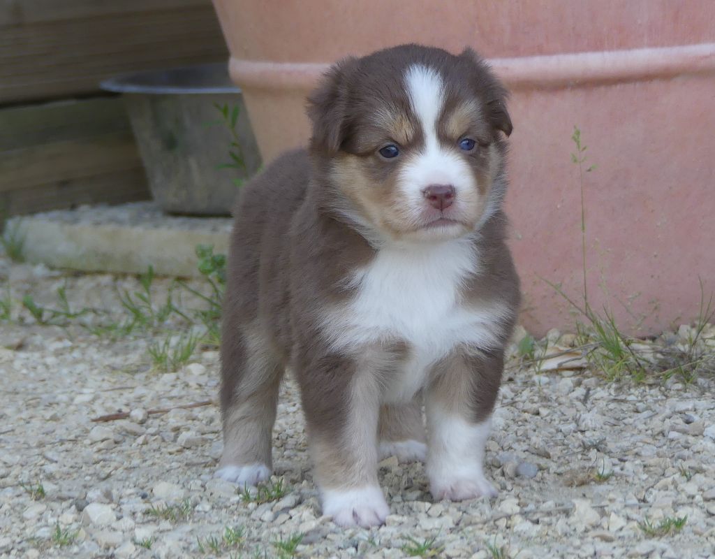 Rainbowie's Minis - Chiots disponibles - Berger Américain Miniature 