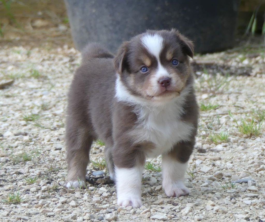 Rainbowie's Minis - Chiots disponibles - Berger Américain Miniature 