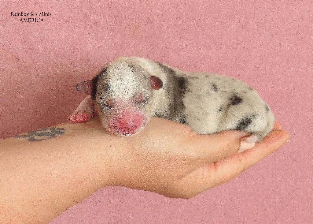 Rainbowie's Minis - Chiots disponibles - Berger Américain Miniature 