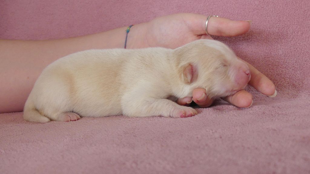 Rainbowie's Minis - Chiots disponibles - Berger Américain Miniature 