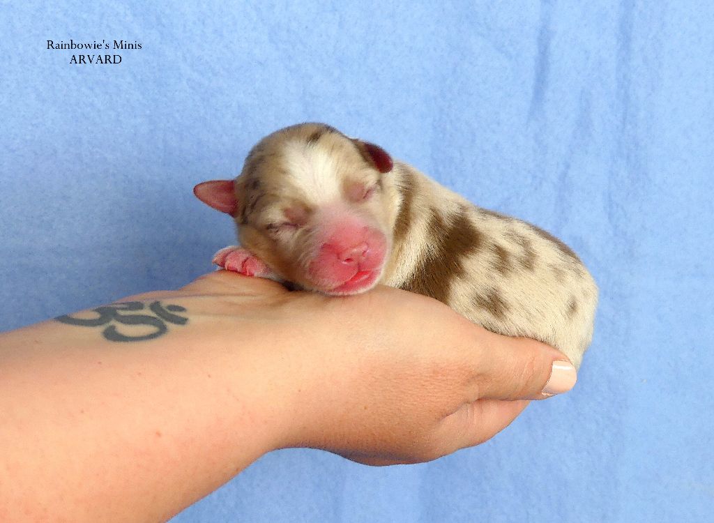 Rainbowie's Minis - Chiots disponibles - Berger Américain Miniature 