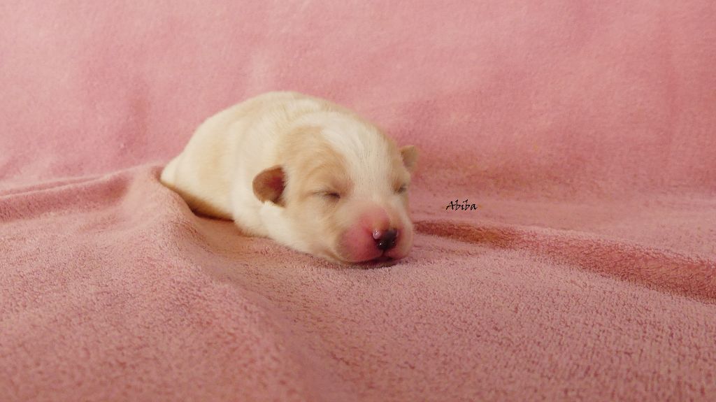 Rainbowie's Minis - Chiots disponibles - Berger Américain Miniature 