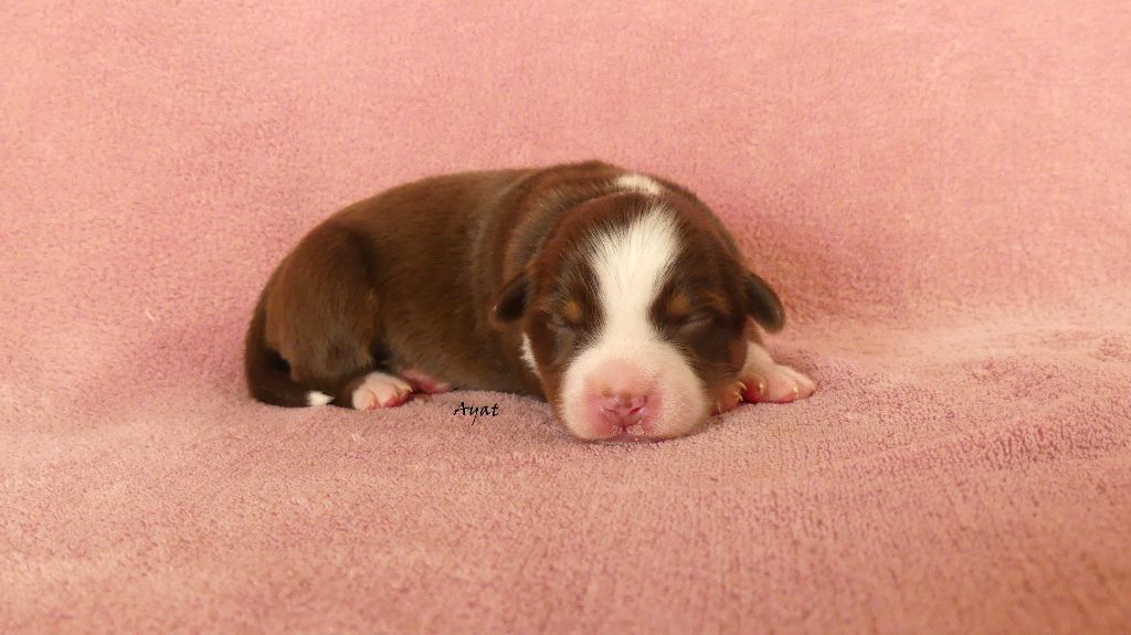 Rainbowie's Minis - Chiots disponibles - Berger Américain Miniature 