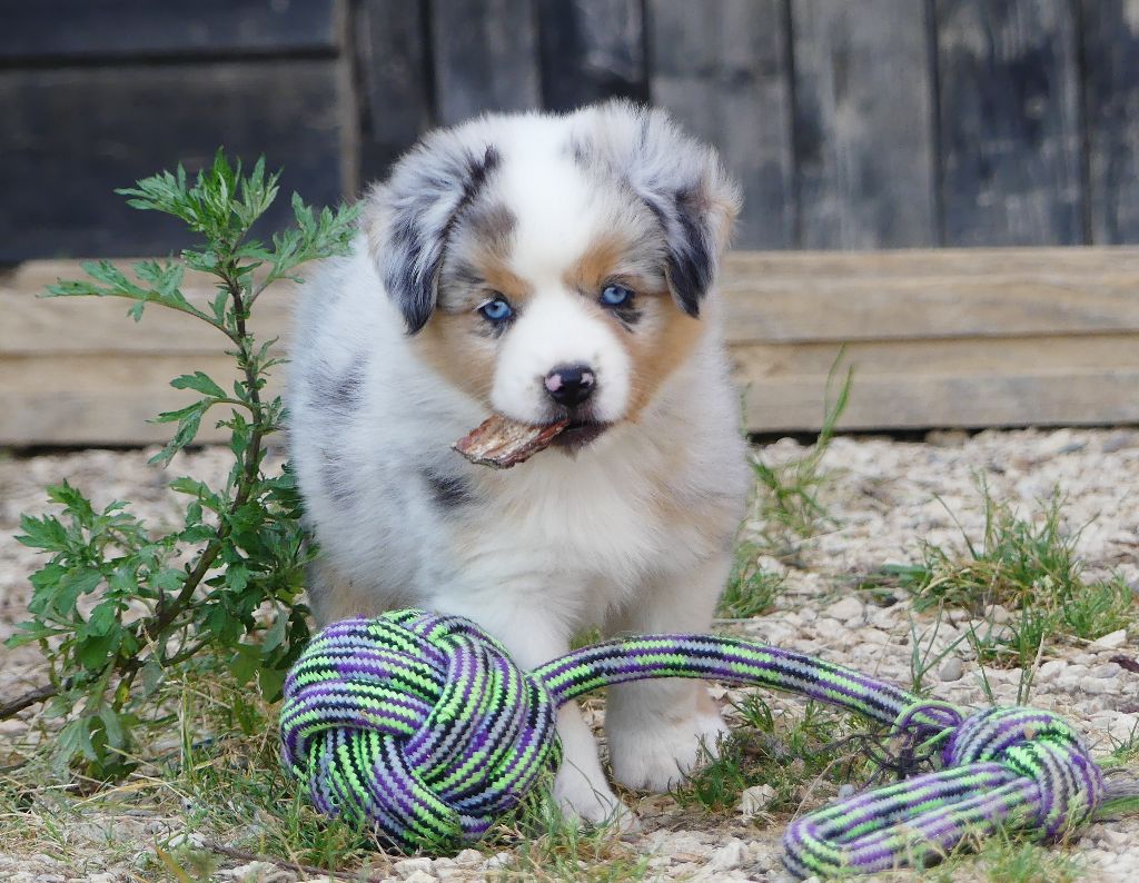Rainbowie's Minis - Chiots disponibles - Berger Américain Miniature 