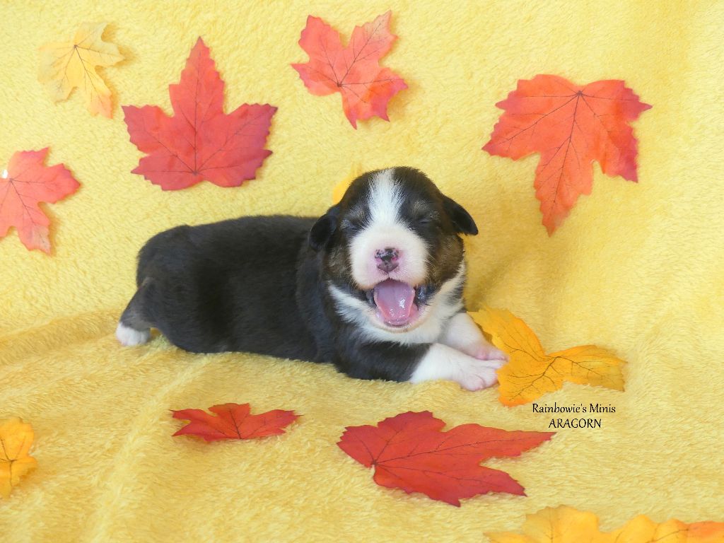 Rainbowie's Minis - Chiots disponibles - Berger Américain Miniature 