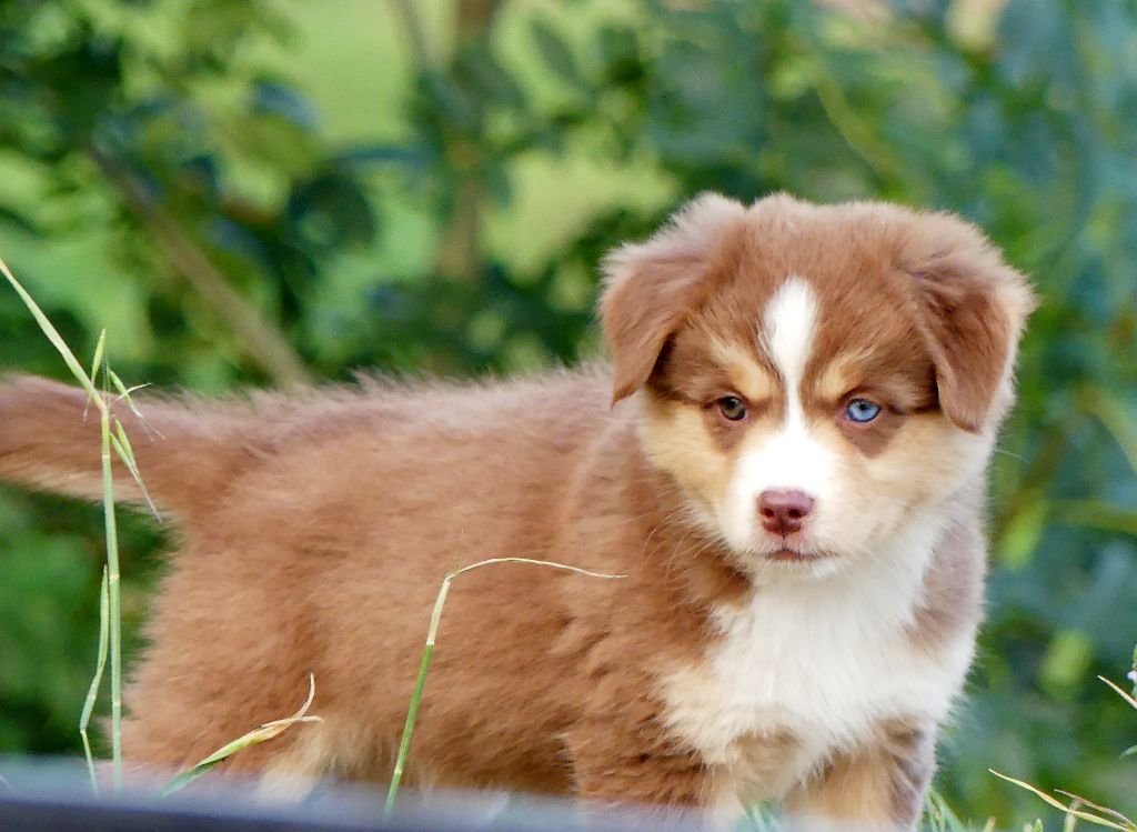 Rainbowie's Minis - Chiots disponibles - Berger Américain Miniature 