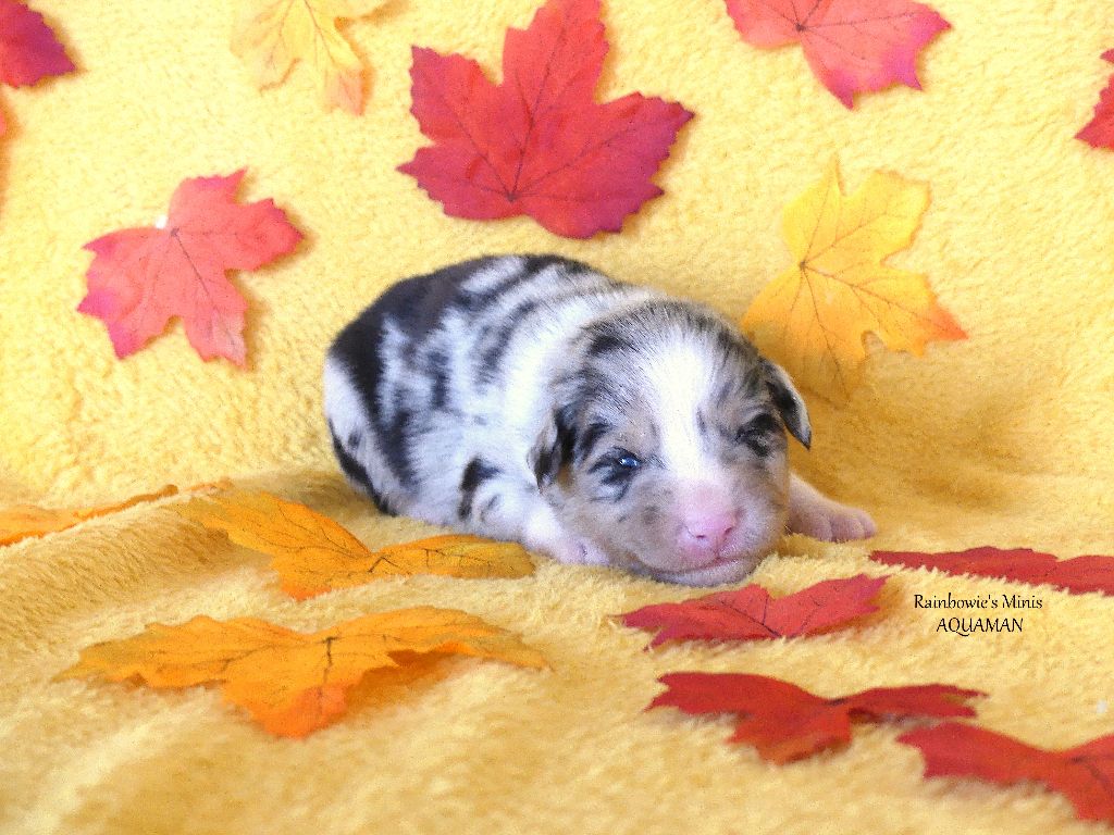 Rainbowie's Minis - Chiots disponibles - Berger Américain Miniature 