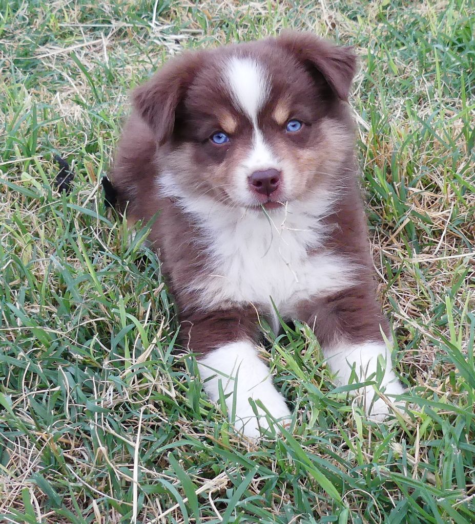 Rainbowie's Minis - Chiots disponibles - Berger Américain Miniature 