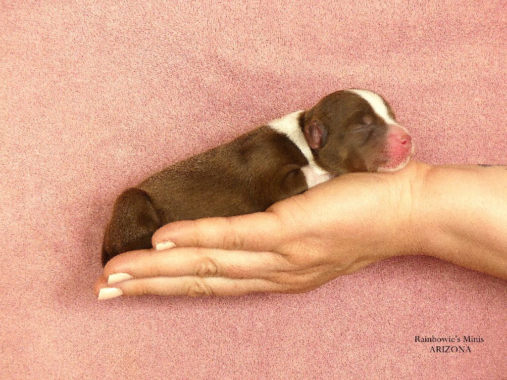 Rainbowie's Minis - Chiots disponibles - Berger Américain Miniature 