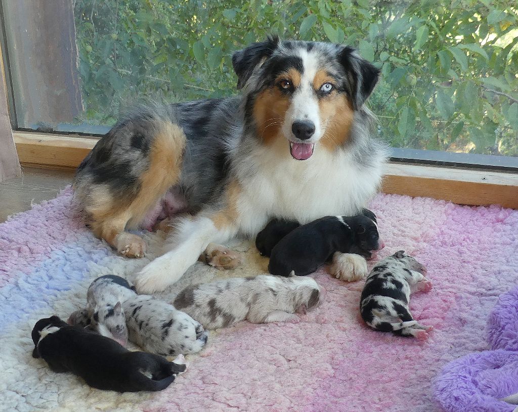 Chiot Berger Américain Miniature  Rainbowie's Minis