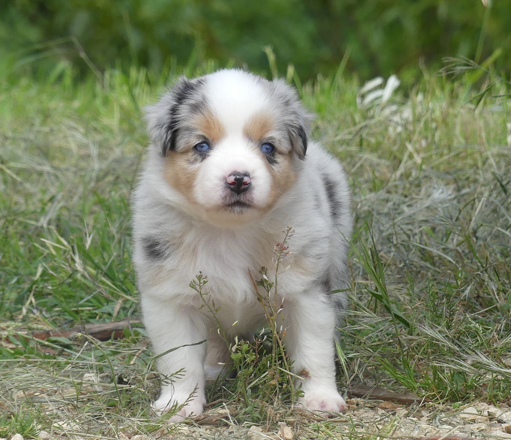 Rainbowie's Minis - Chiots disponibles - Berger Américain Miniature 