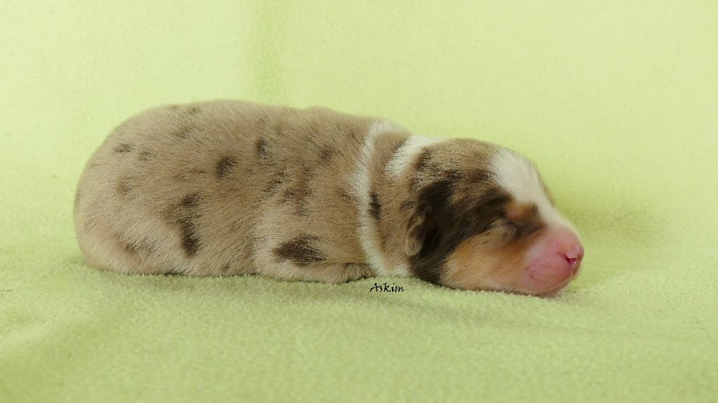 Rainbowie's Minis - Chiots disponibles - Berger Américain Miniature 