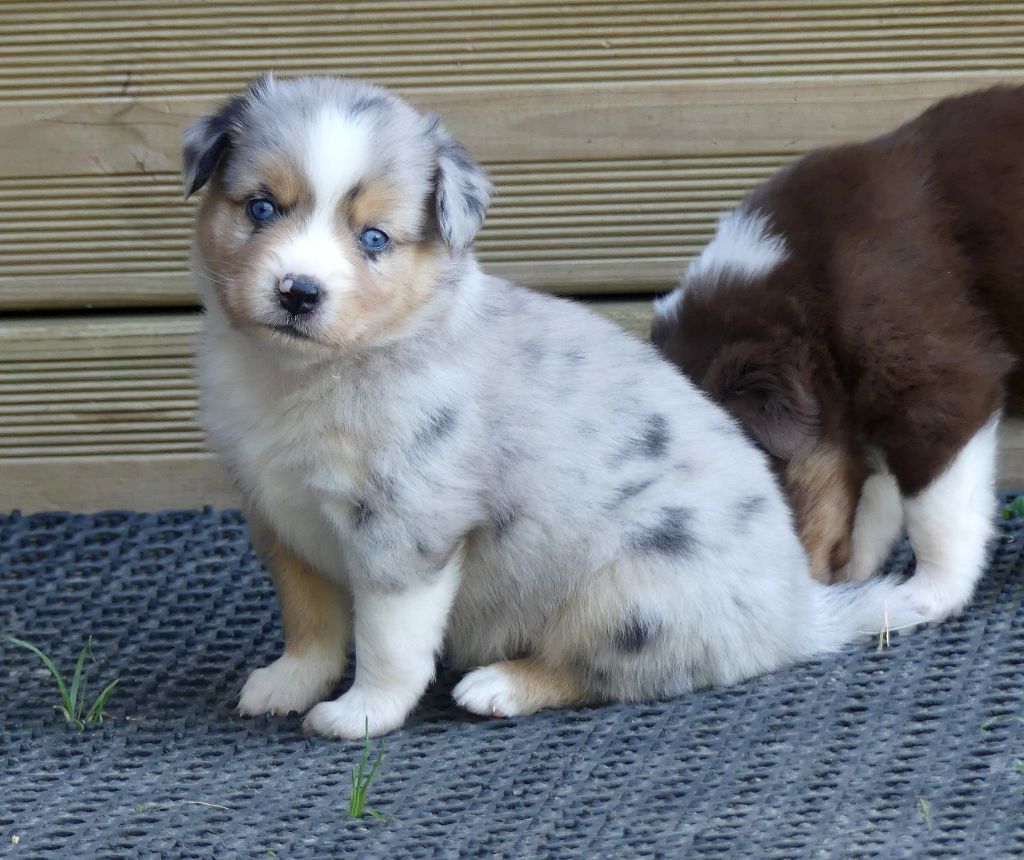 Rainbowie's Minis - Chiots disponibles - Berger Américain Miniature 