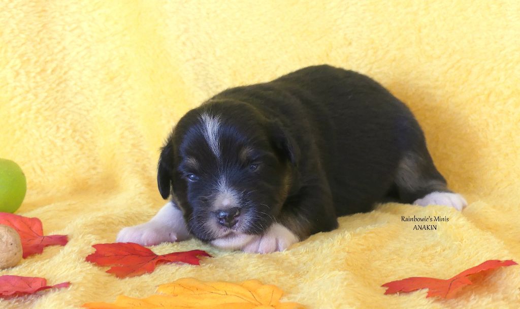 Rainbowie's Minis - Chiots disponibles - Berger Américain Miniature 