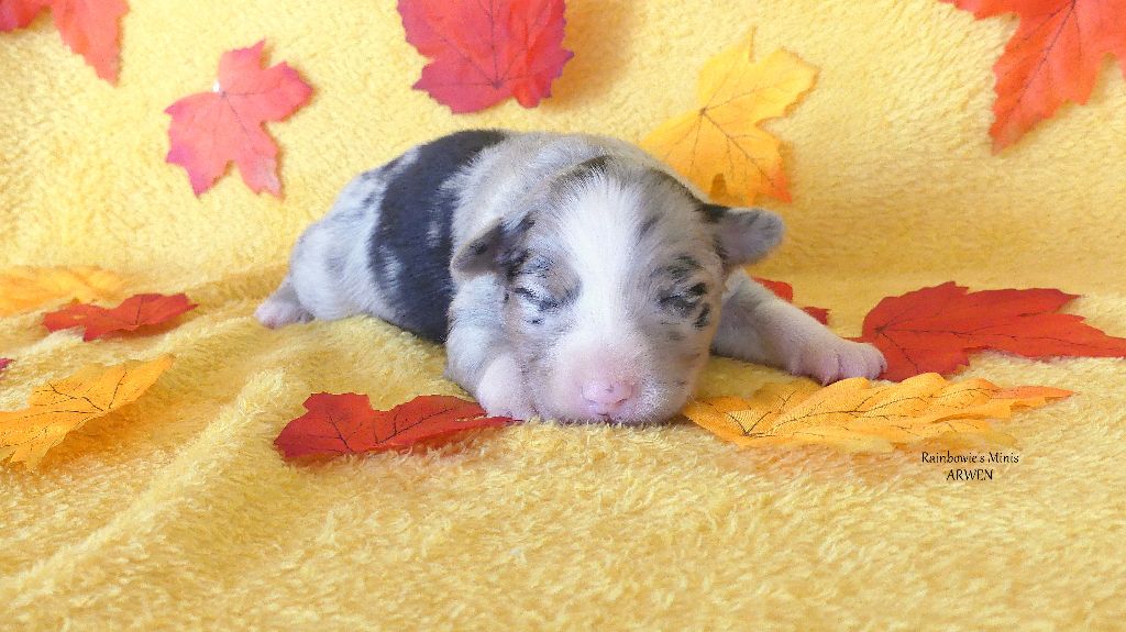 Rainbowie's Minis - Chiots disponibles - Berger Américain Miniature 